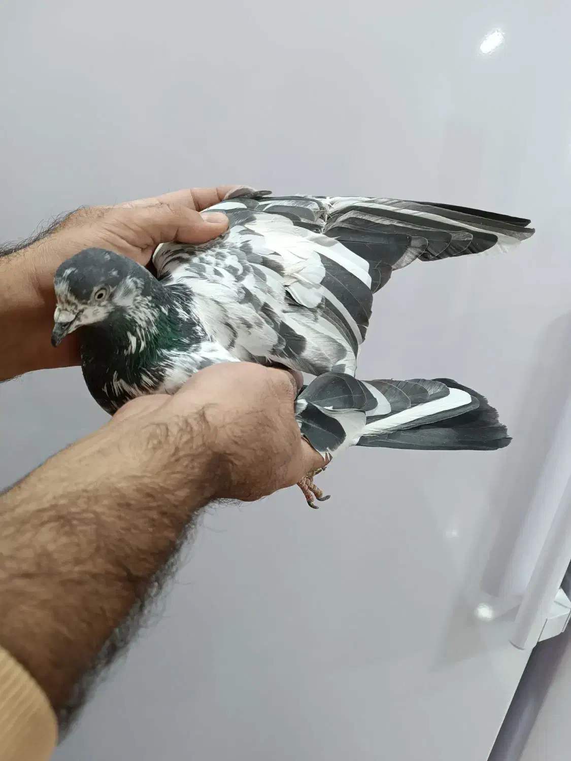 کفتر پاکستانی|پرنده|کوهدشت, |دیوار