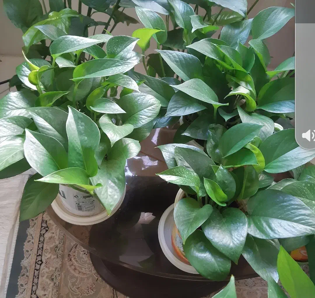 تعدادی گل پتوس کاملا سالم وسرحال|گل و گیاه طبیعی|مشکیندشت, |دیوار