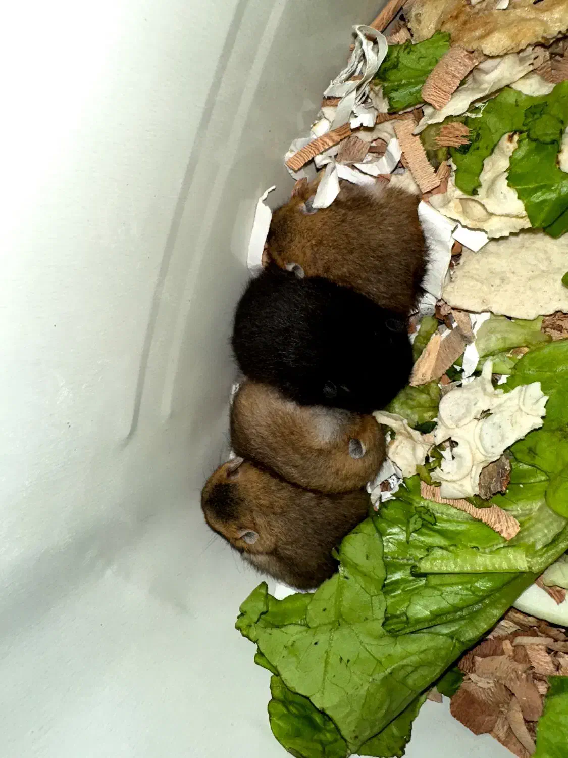 همستر|موش و خرگوش|گلستان (تهران), |دیوار