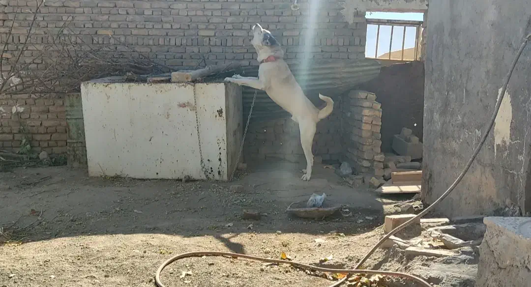 سگ سرابی|سگ|قزوین, |دیوار