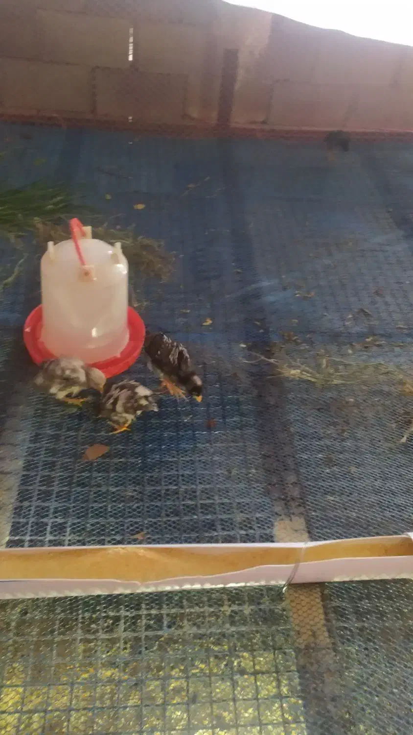 جوجه امروک|پرنده|روانسر, |دیوار