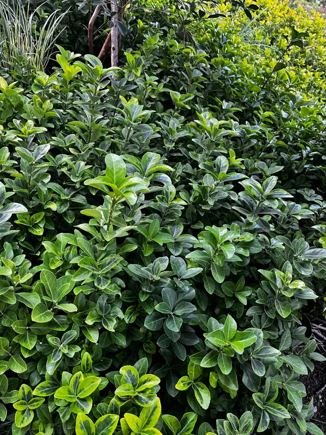 گل یاس و شمشاد|گل و گیاه طبیعی|رامسر, |دیوار