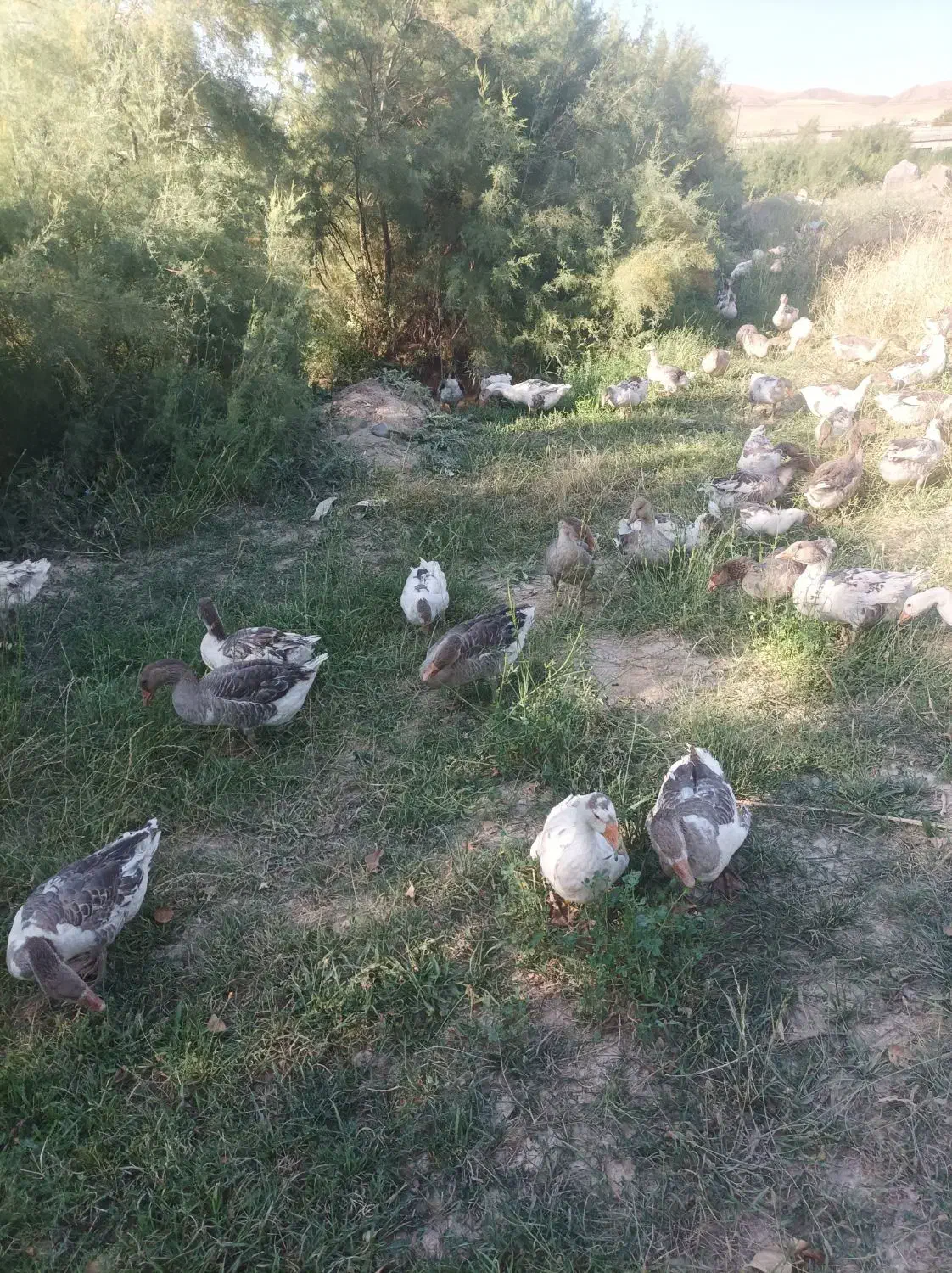 غاز|حیوانات مزرعه|بستان آباد, |دیوار