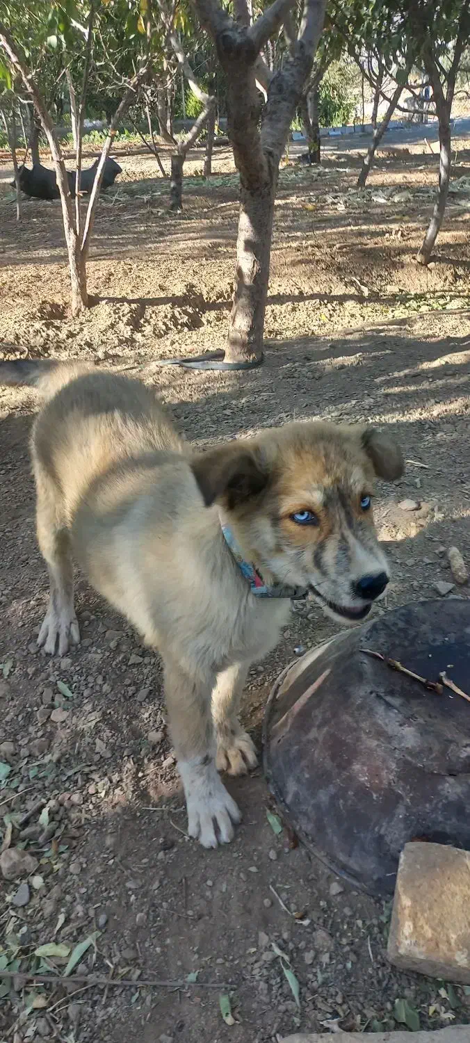 توله هاسکی گلد چشم رنگی|سگ|گلپایگان, |دیوار