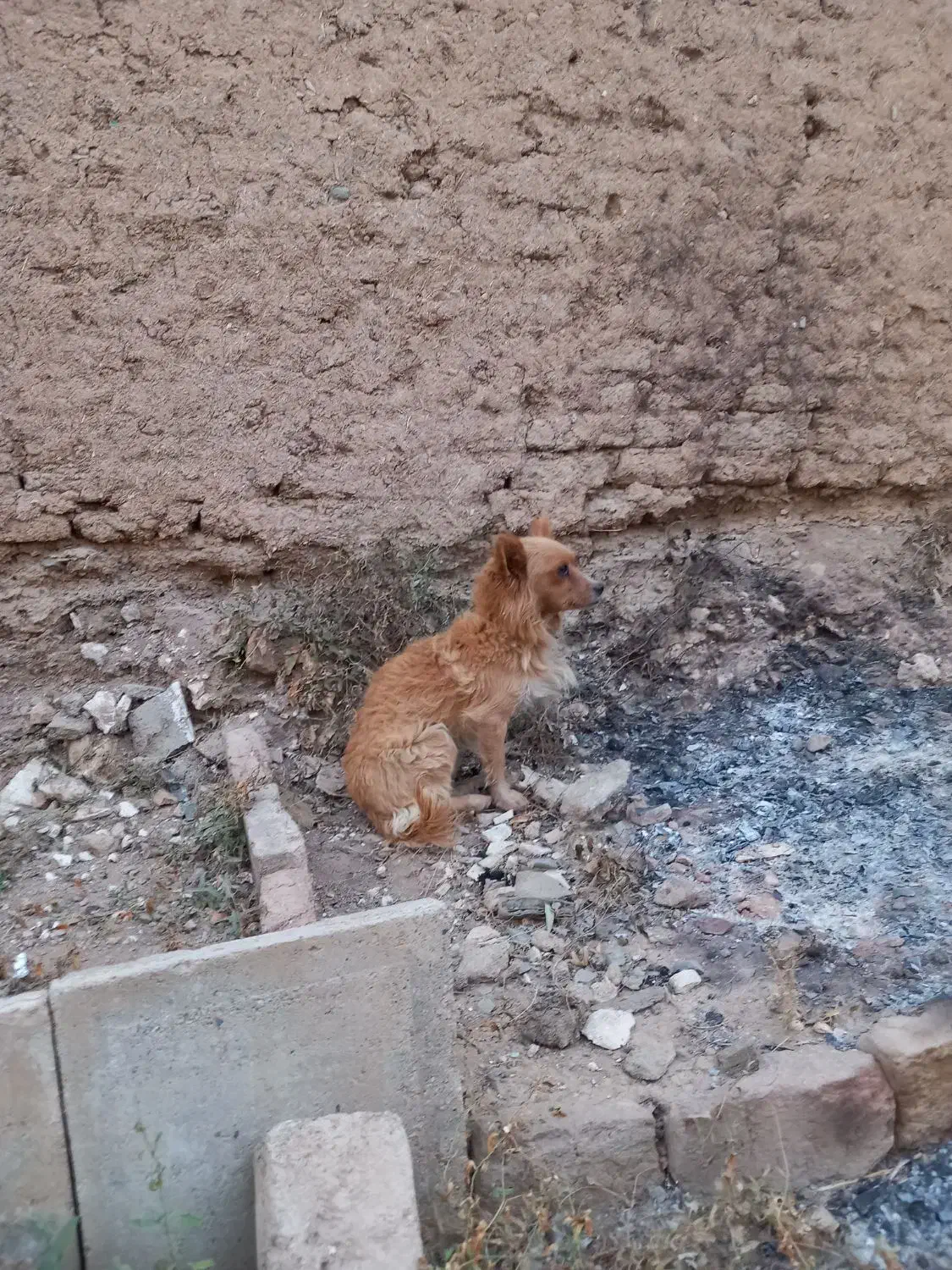 سگ پاکوتاه|سگ|بروجرد, |دیوار