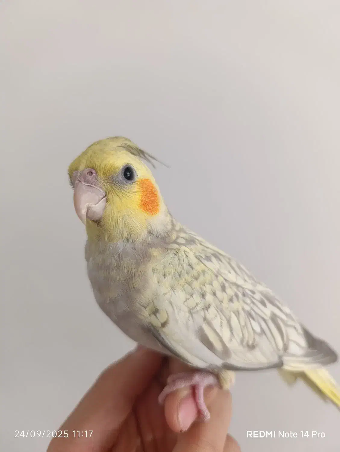 پرنده|پرنده|خمینیشهر, |دیوار