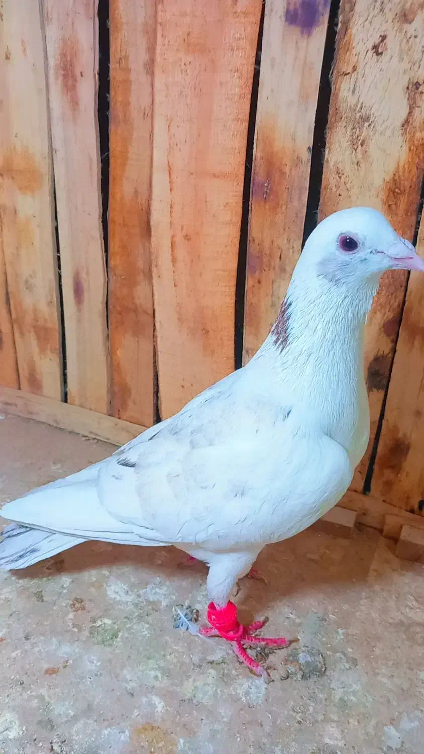 کفتر بی نظیر|پرنده|روداب, |دیوار