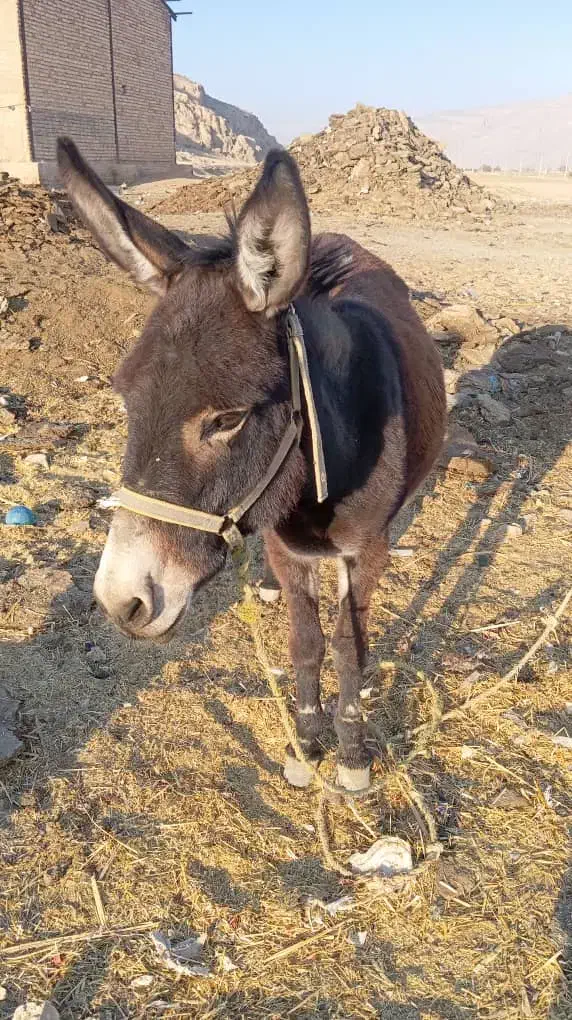 الاق|حیوانات مزرعه|شیراز, کوشک بیدک|دیوار