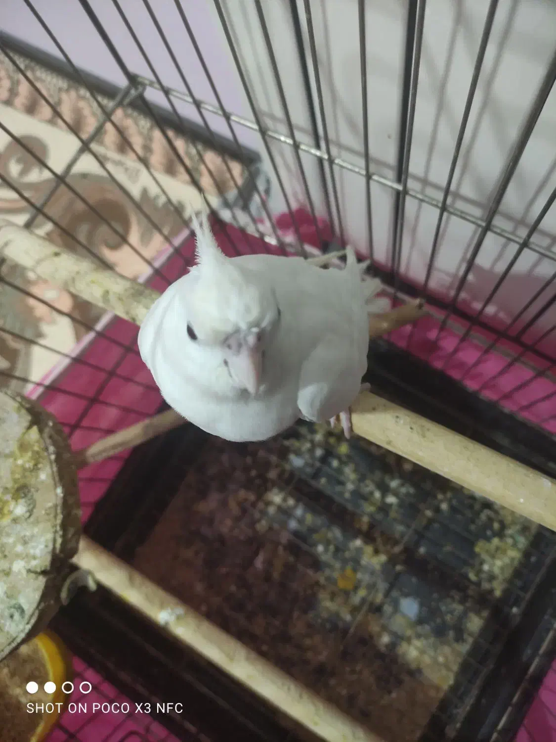 عروس هلندی آلبینو ماده|پرنده|محمدشهر, ولدآباد|دیوار