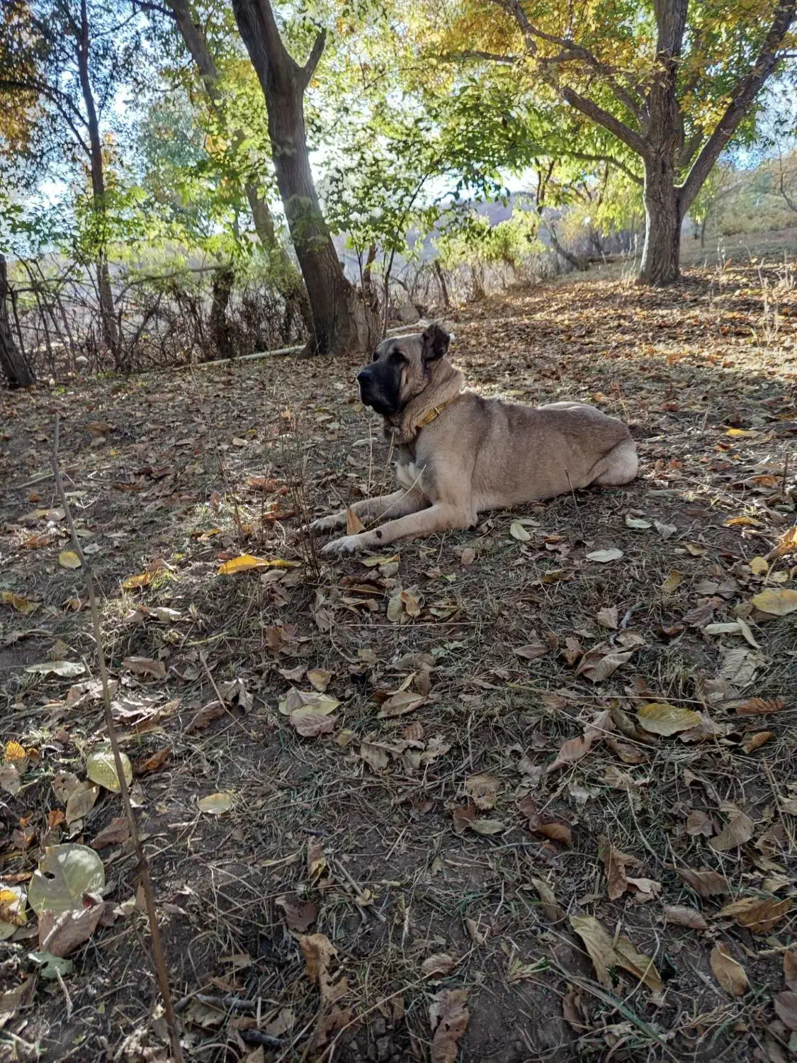 سگ سرابی|سگ|قیدار, |دیوار