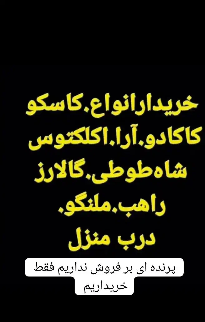 شاه طوطی کاسکو  راهب لوریکیت سنگال طوطی سانان|پرنده|زاهدان, |دیوار