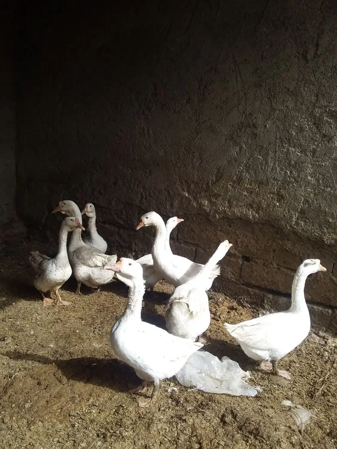 دو جفت غوغاز مناسب نگهداشتن و کشتن|حیوانات مزرعه|زهک, |دیوار