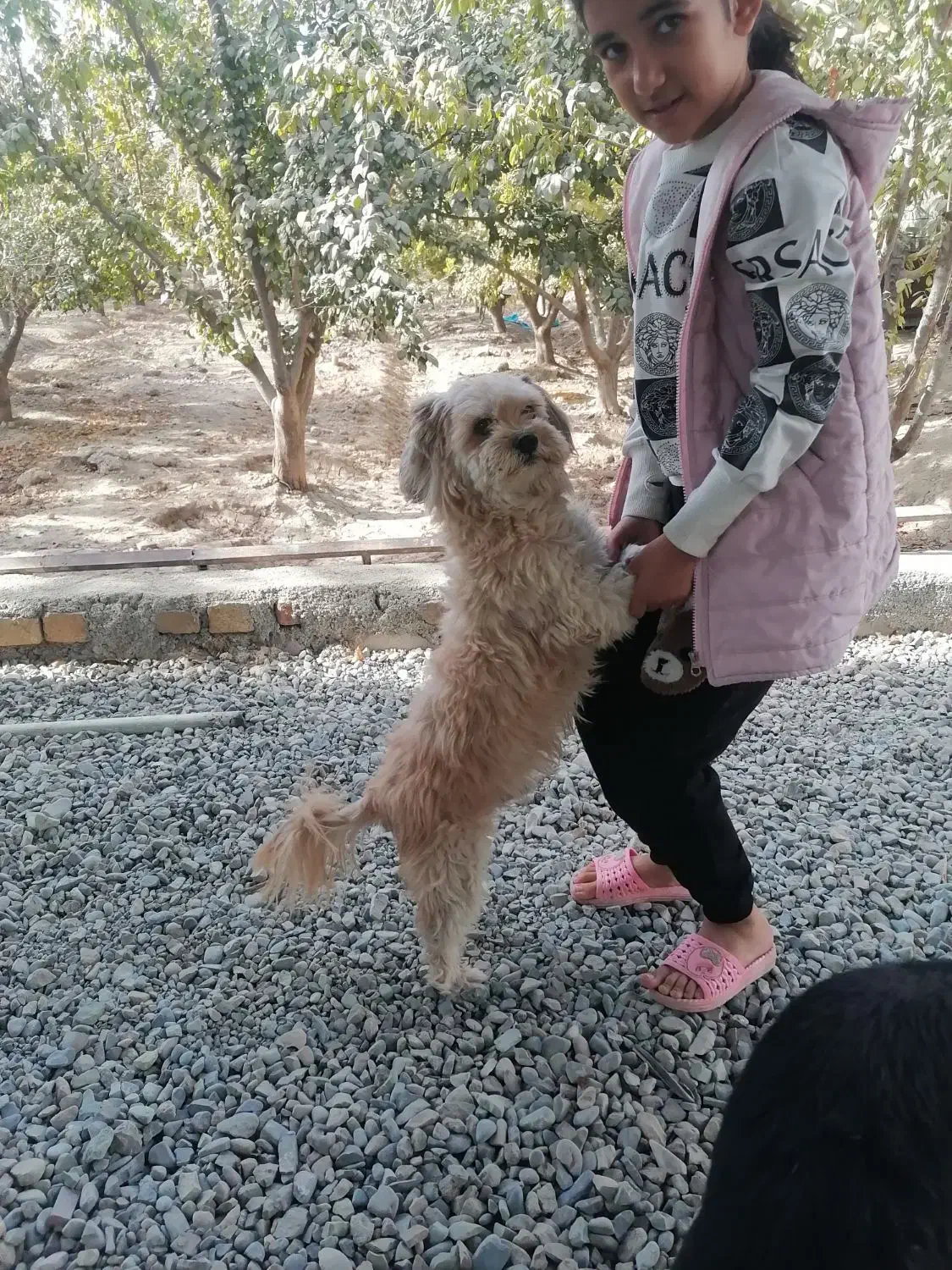 سگ توافقی|سگ|شاهدشهر, |دیوار