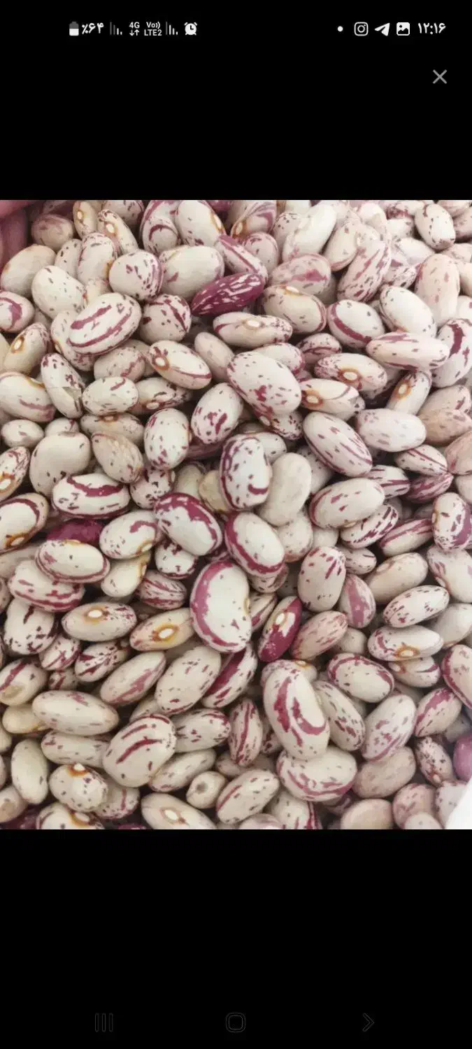 لوبیا درجه یک|خدمات باغبانی و درختکاری|مرند, |دیوار