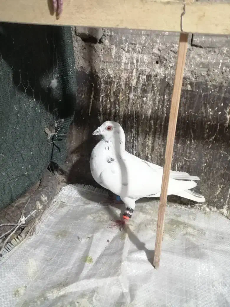 کفتر|پرنده|مشهد, فارغ التحصیلان|دیوار