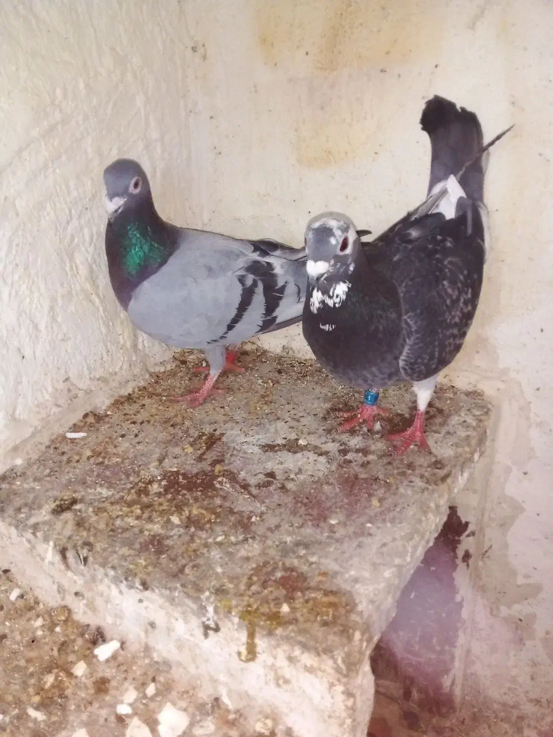 کفتر|پرنده|تربتحیدریه, ترمینال|دیوار