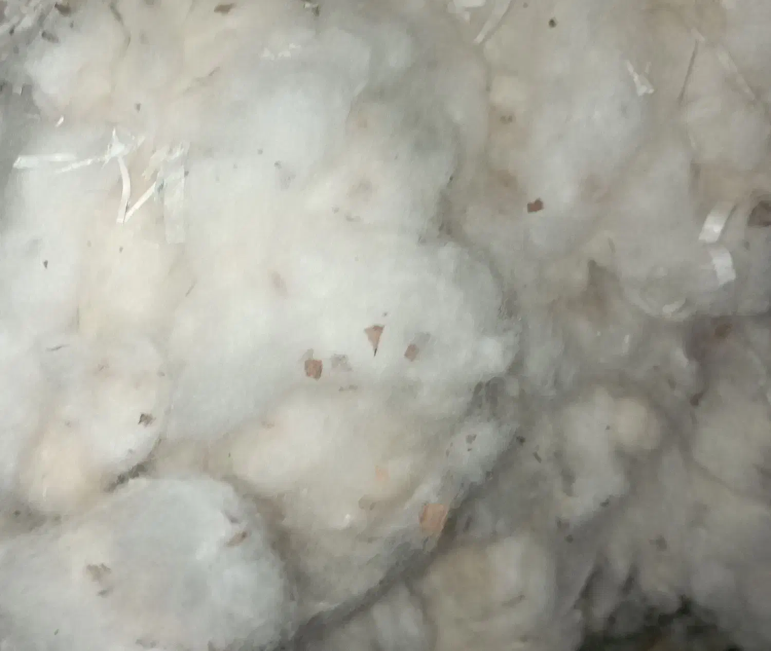 فروش پنبه محلی|رختخواب، بالش، پتو|گتوند, |دیوار