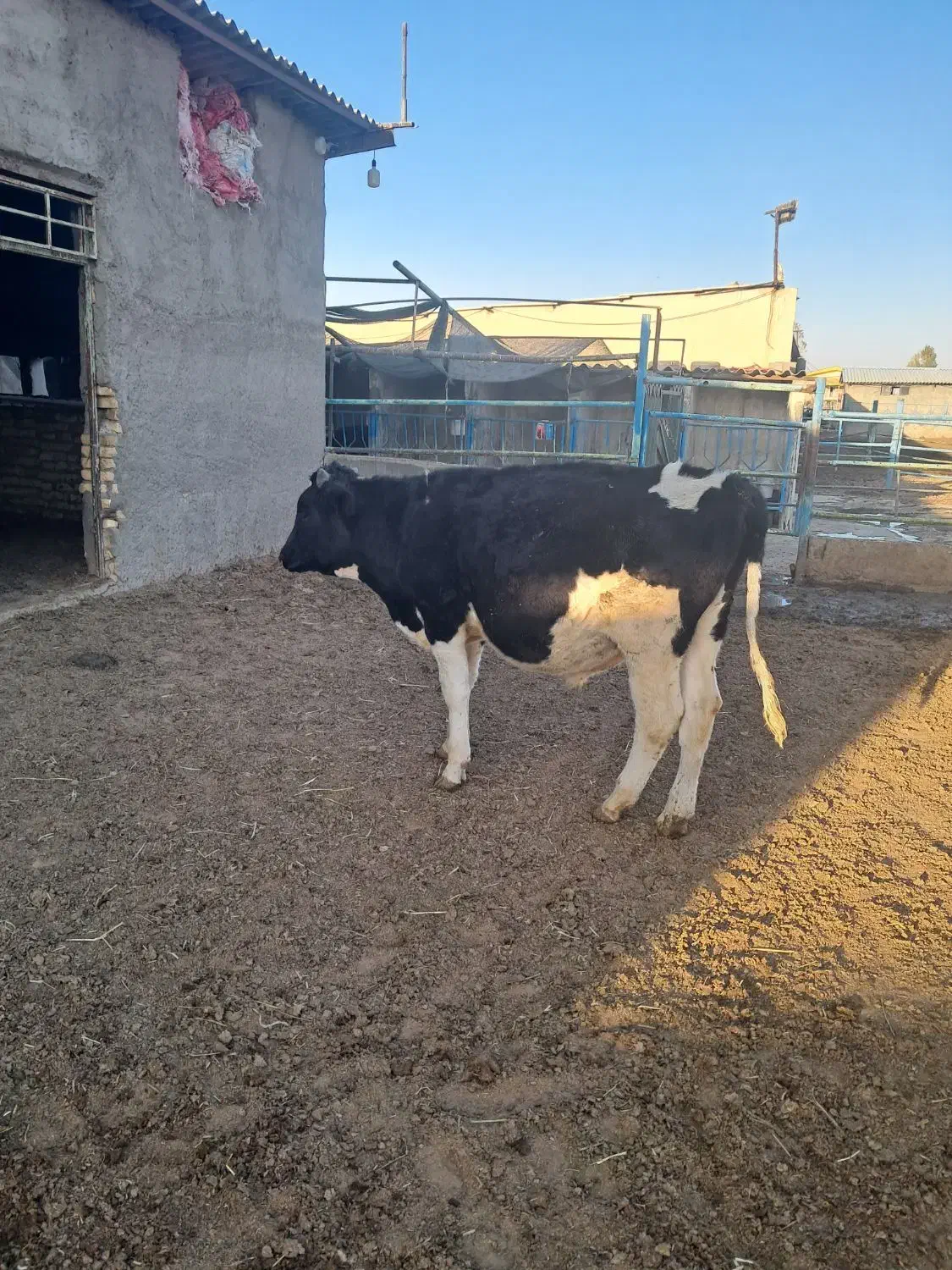 یک راس جوانه ۳۰۰ کیلویی|حیوانات مزرعه|چناران, |دیوار