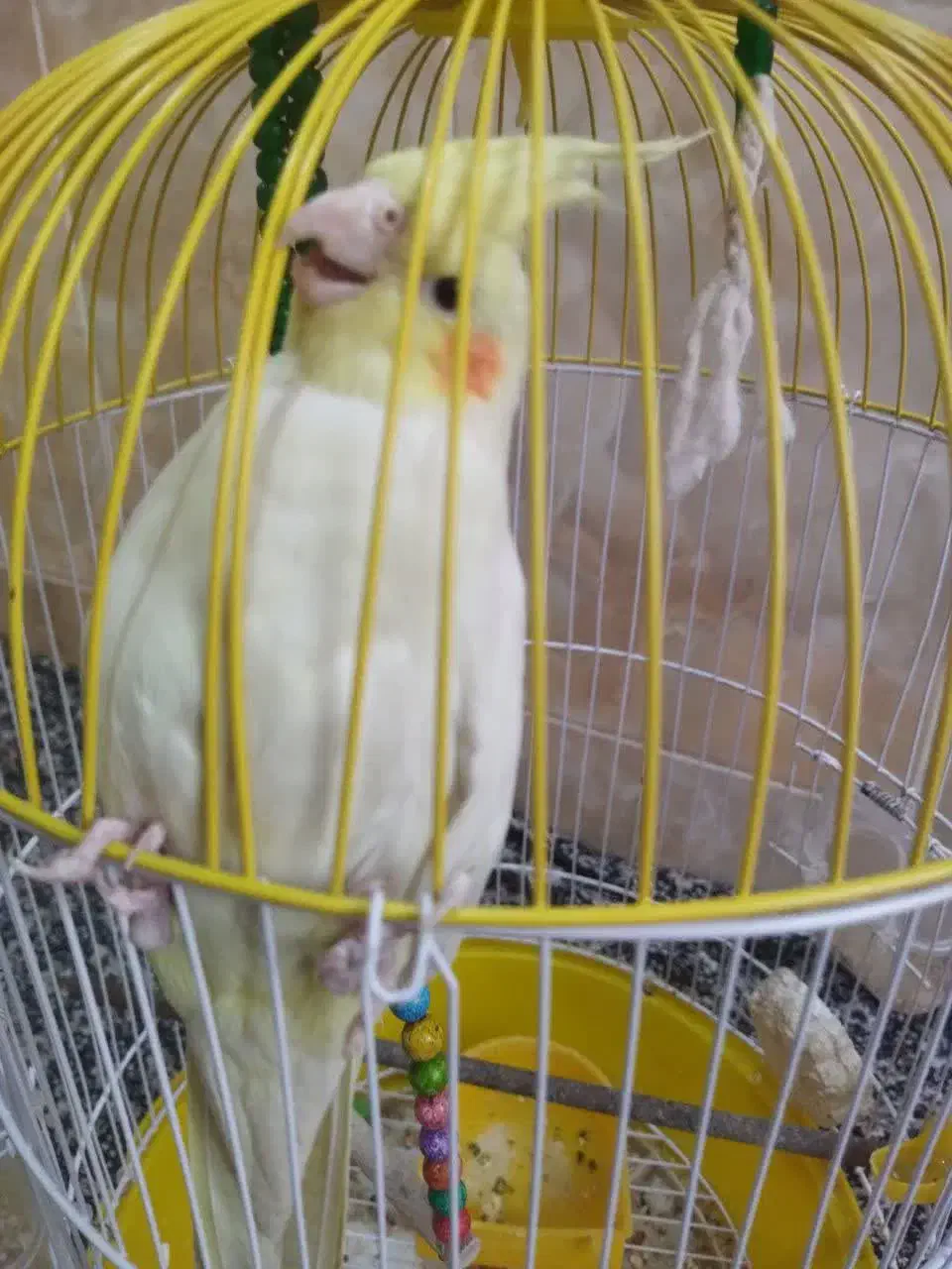 فروش فوری عروس هلندی نر بازیگوش|پرنده|بردسکن, |دیوار