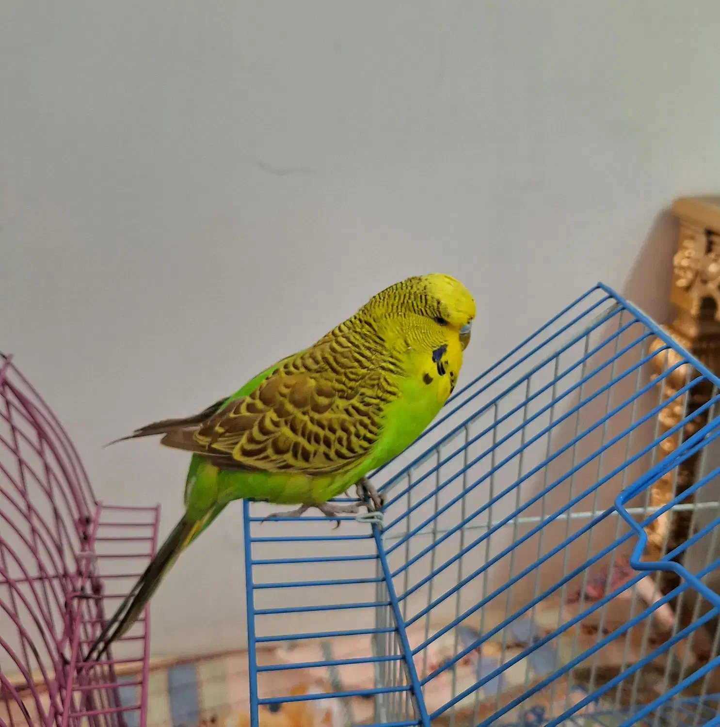 مرغ عشق انگلیسی گرید A|پرنده|اهر, |دیوار