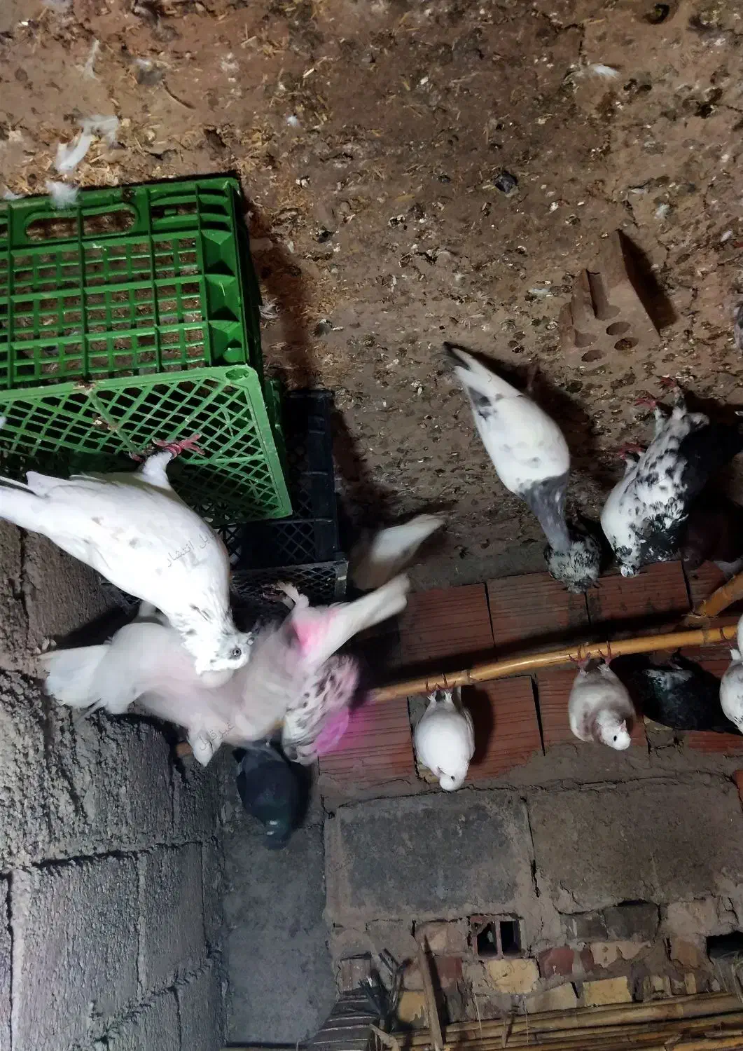 کبوتر ساعتی|پرنده|سنگدوین, |دیوار