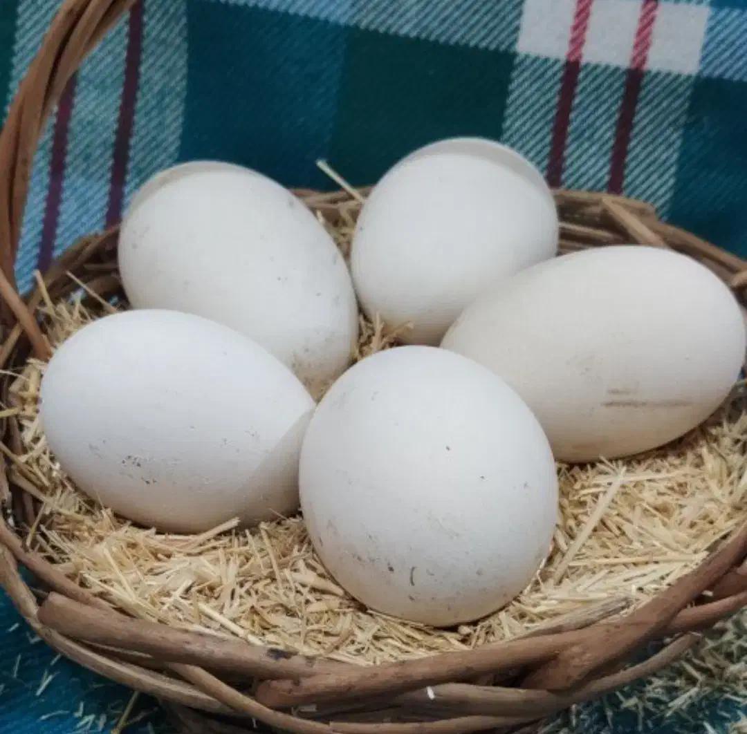 اشتری تخم غاز شرط نطقه|حیوانات مزرعه|آبادان, |دیوار