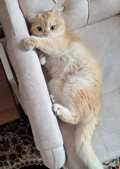 گربه بریتیش|گربه|سهند, |دیوار