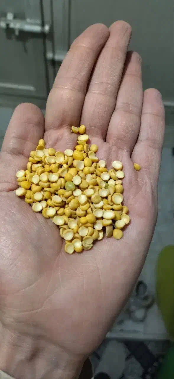 لوبیا چیتی ولپه|خوردنی و آشامیدنی|قم, چهار مردان|دیوار