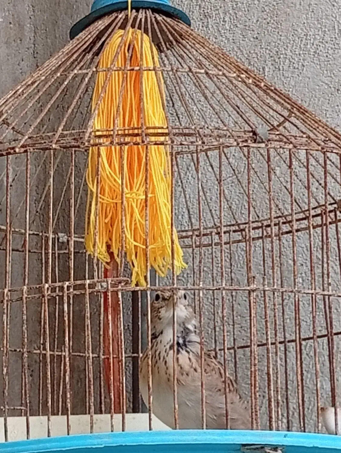 یه قناری یه خاکی سهره|پرنده|گرگان, |دیوار