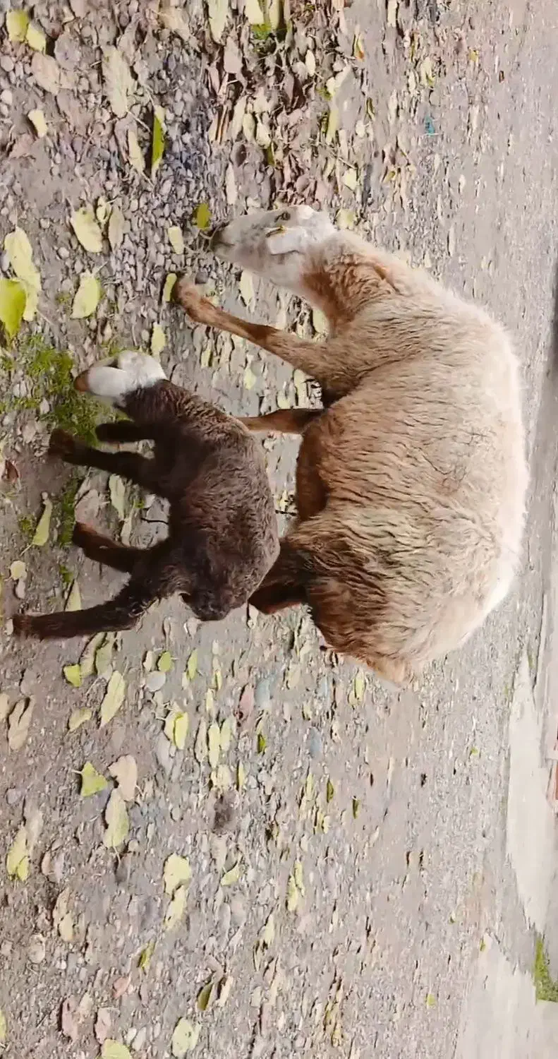 گوسفندبره دار|حیوانات مزرعه|گرگان, |دیوار