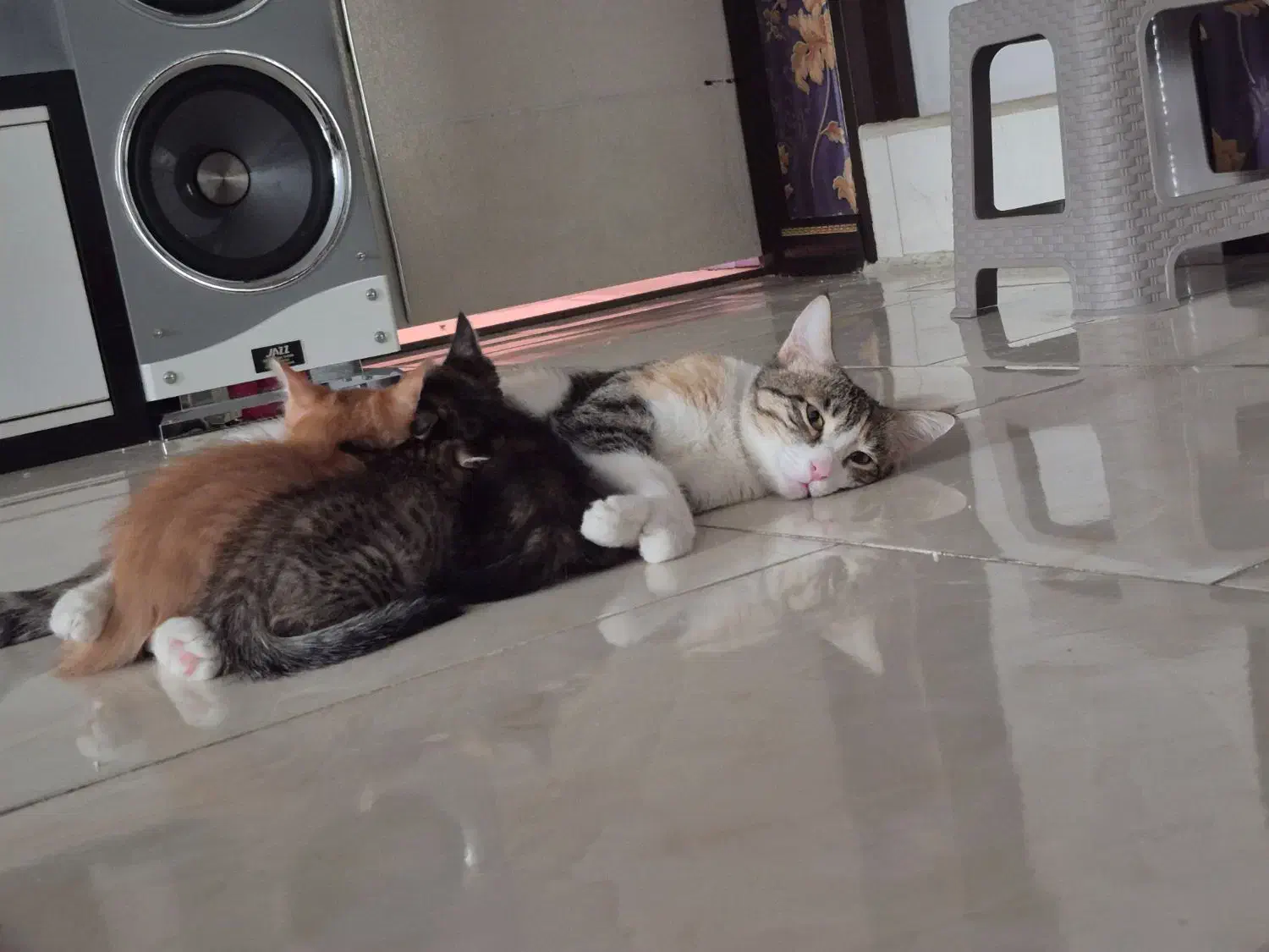 واگذاری حیوان. گربه|گربه|تهران, جیحون|دیوار