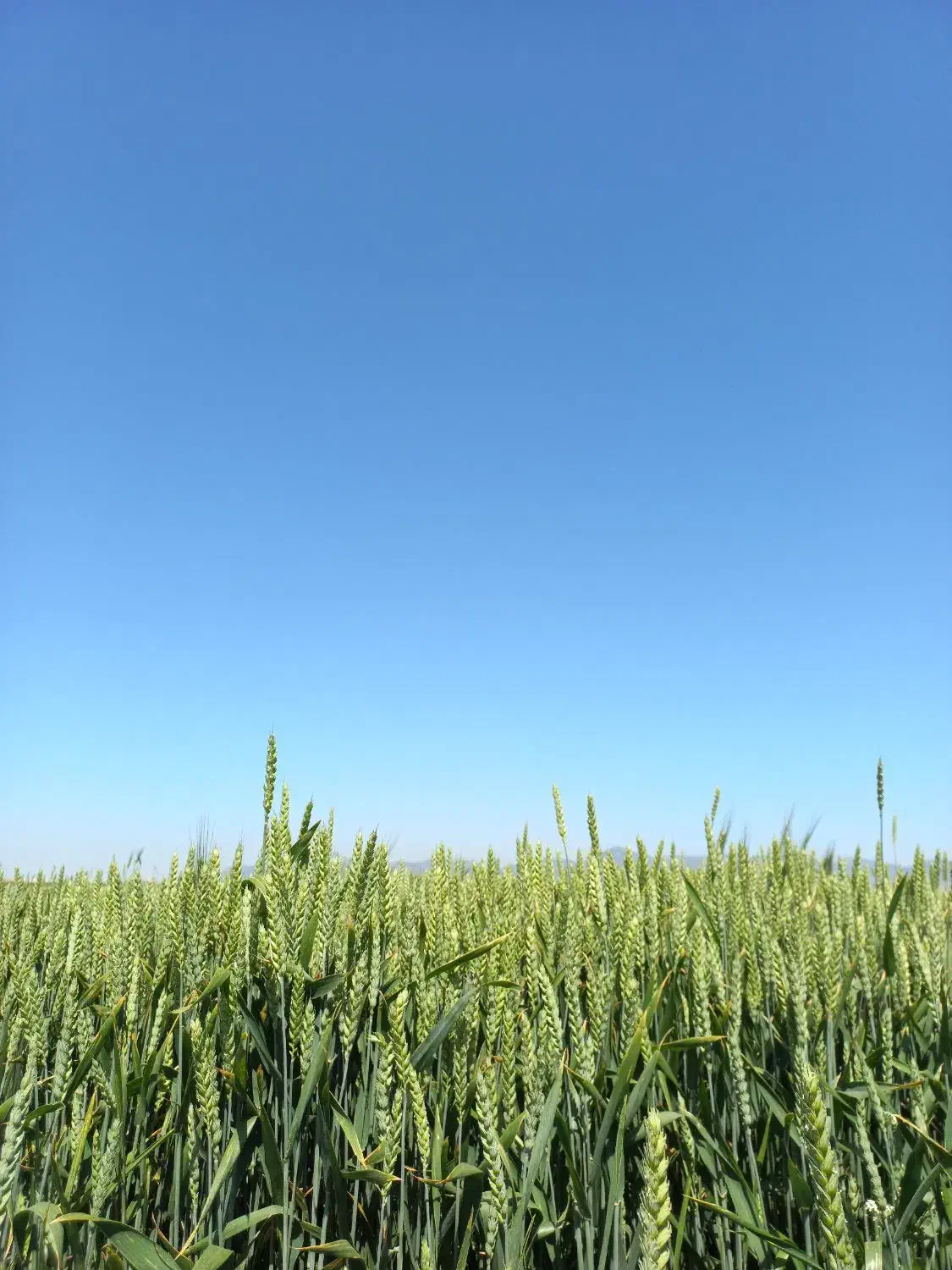 گندم بذری کاسگوژن و جی ۵|خدمات باغبانی و درختکاری|ویلکیج, |دیوار