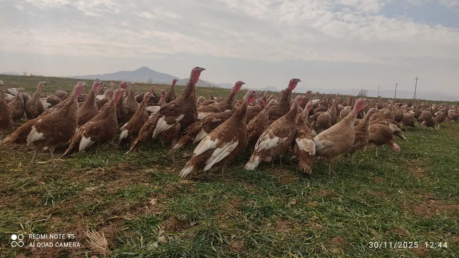 بوقلمون|حیوانات مزرعه|دهگلان, |دیوار