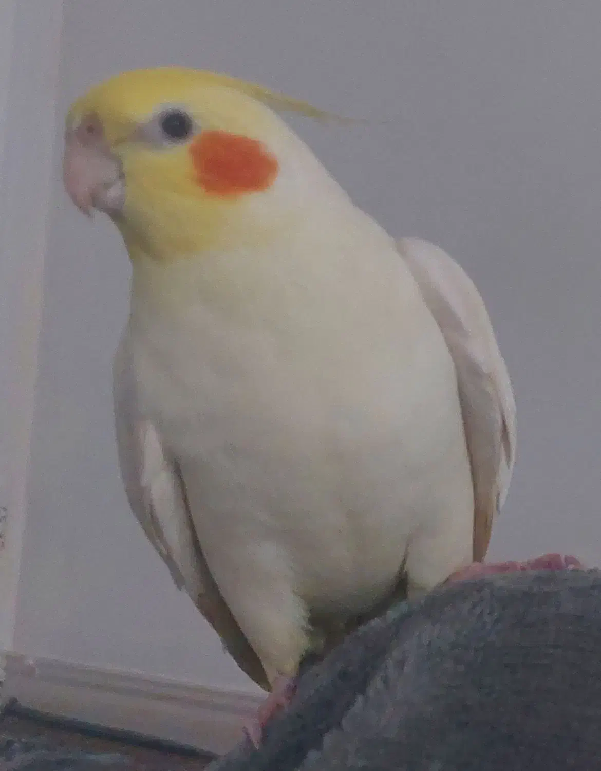 عروس هلندی گمشده|پرنده|بندر دیر, |دیوار