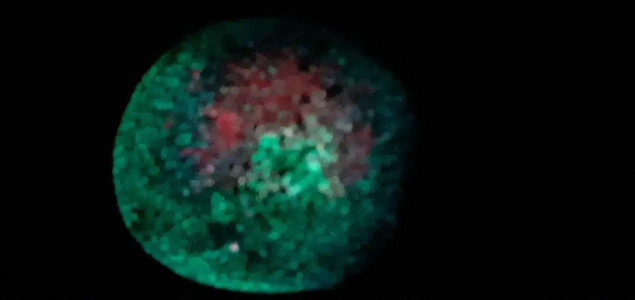 شهاب سنگ زیبا|جواهرات|پرند, فاز ۴|دیوار