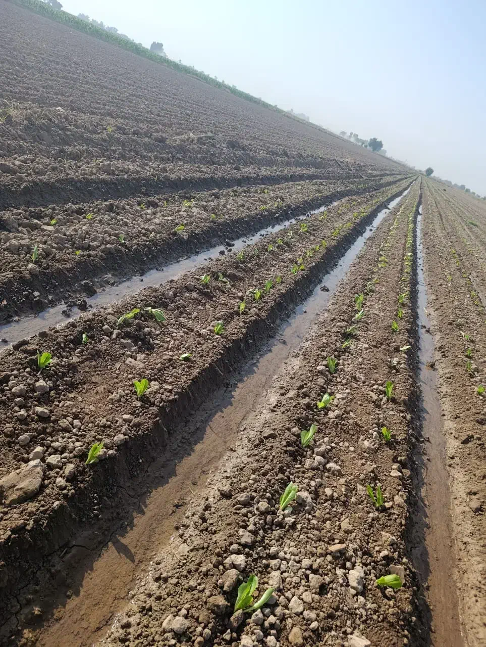 کارگر کشاورزی و نشاء کار ماهر|خدمات باغبانی و درختکاری|دزفول, |دیوار