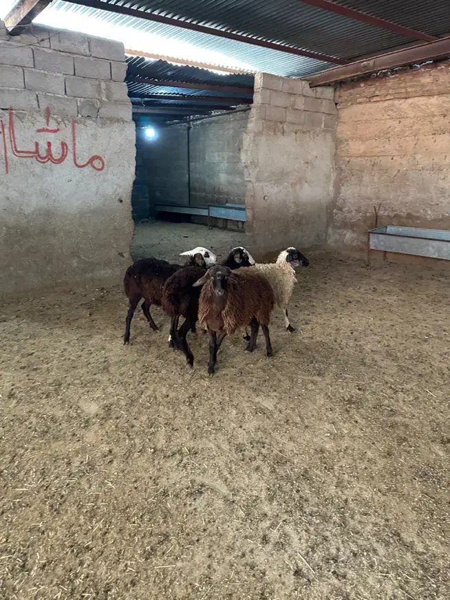 بره ماده پرواری|حیوانات مزرعه|شهریار, کردزار|دیوار