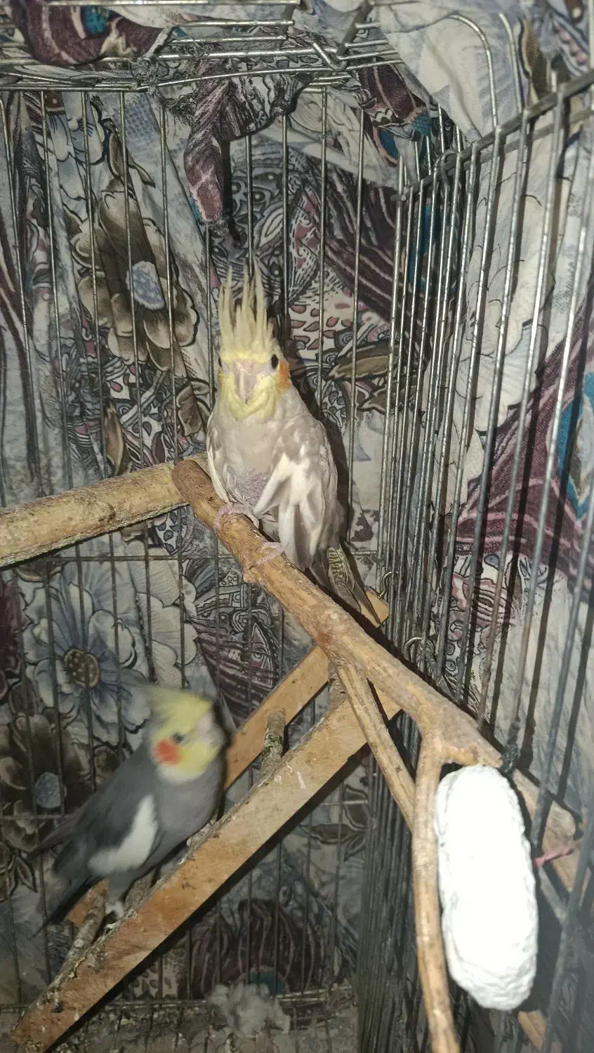 عروس هلندی ماده|پرنده|گرگان, |دیوار