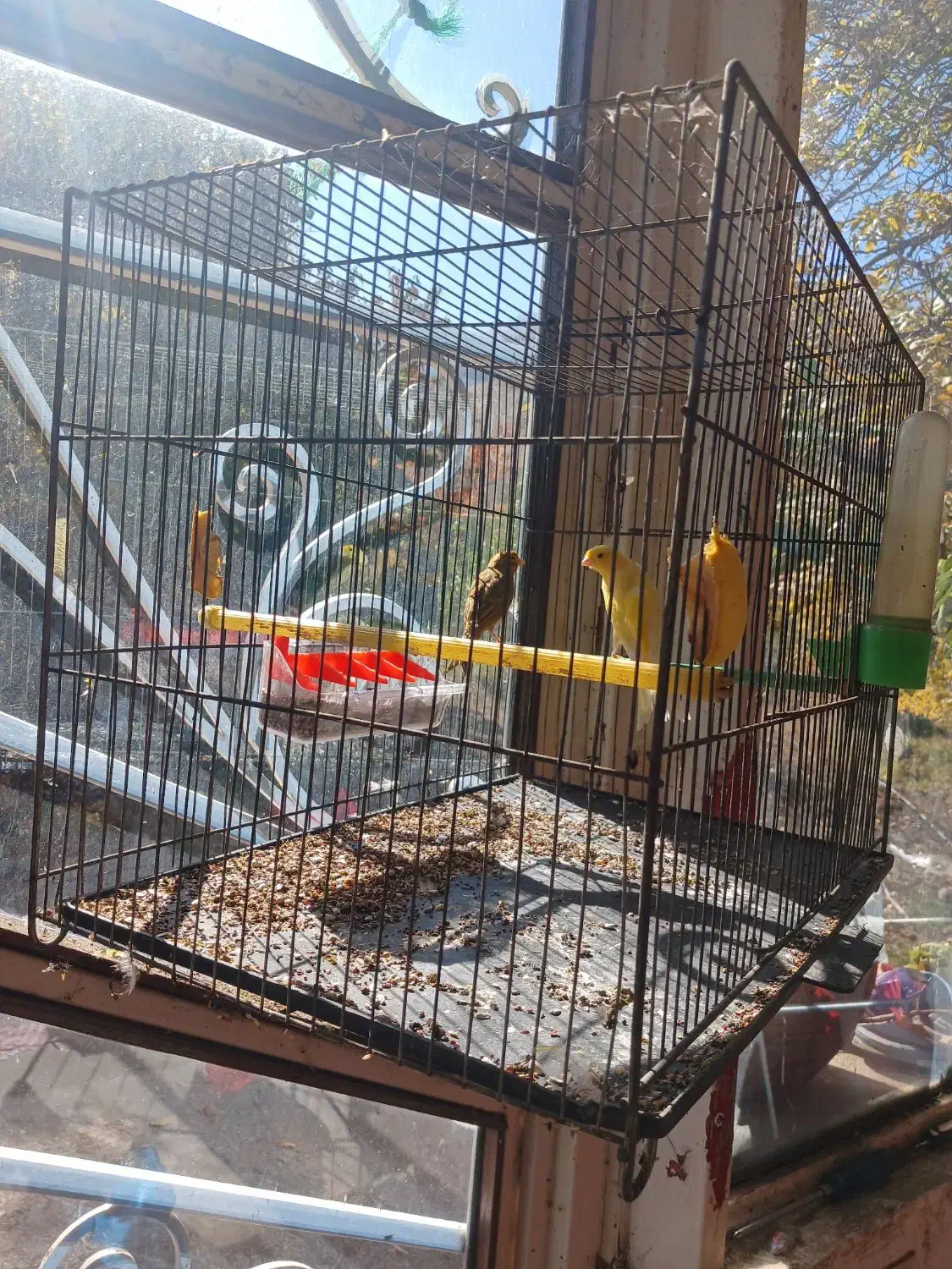 یه جفت قناری نرو ماده بفروش میرسد|پرنده|سراب, |دیوار