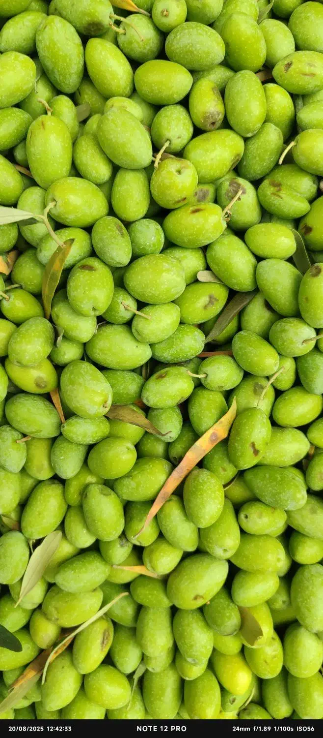 زیتون طارم به همراه دستگاه زیتون شکن رایگان|حراج|رشت, نظری|دیوار