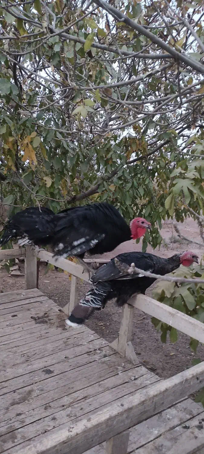 تعداد 20عدد بوقلمون جوان|حیوانات مزرعه|محمدیه-قزوین, |دیوار