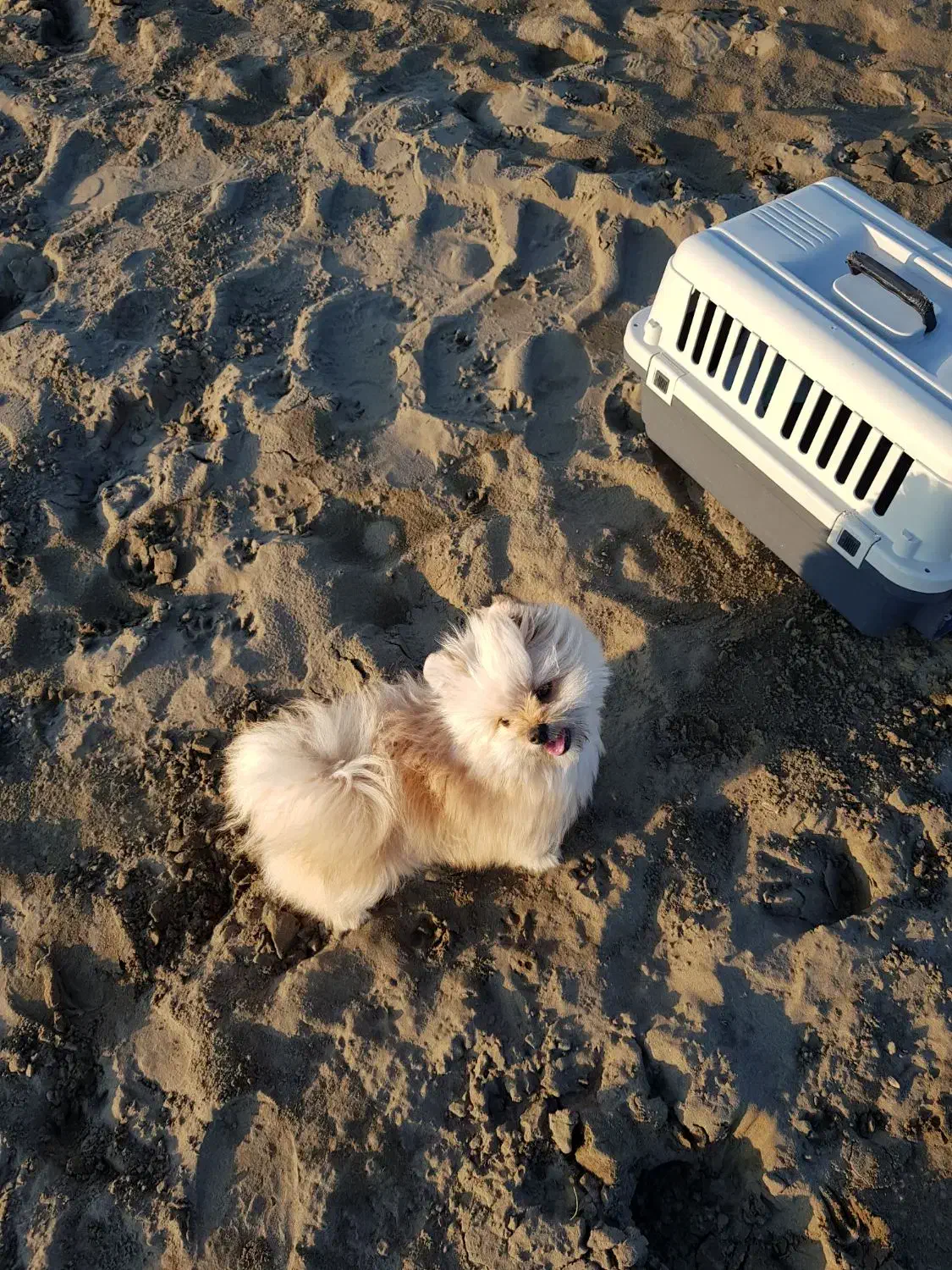 سگ یا پت بامزه و باهوش|سگ|مشهد, هفت تیر (حافظ)|دیوار