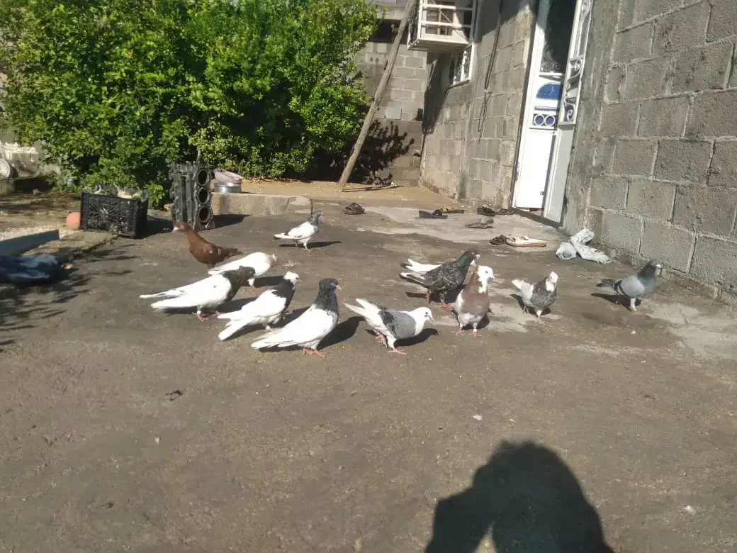 کبوتر پلاکی و رنگی|پرنده|گله دار, |دیوار