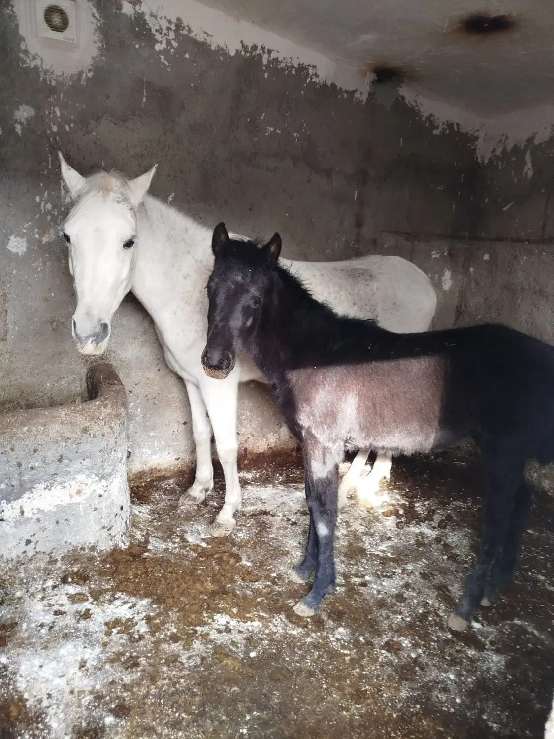 اسب|اسب و تجهیزات اسبسواری|الشتر, |دیوار