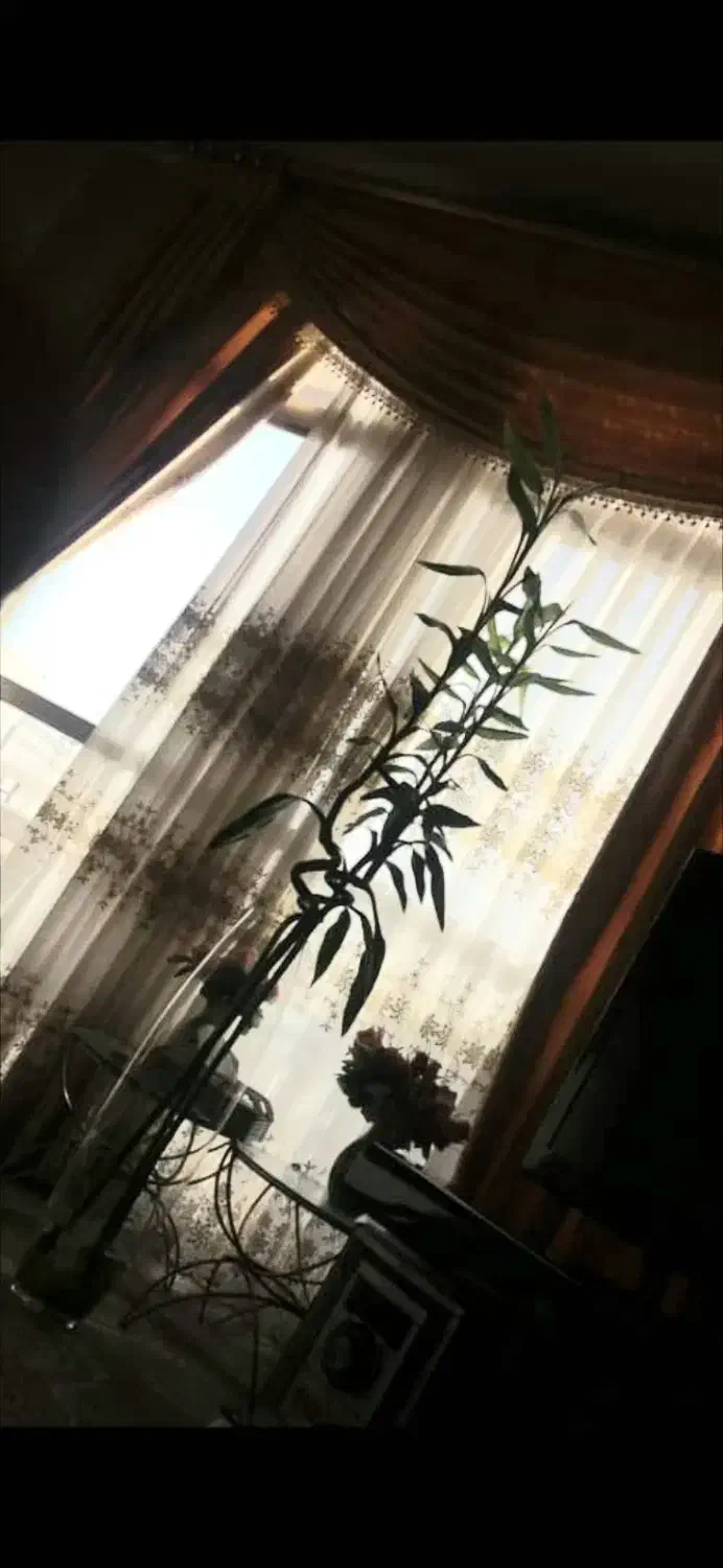 بامبو|گل و گیاه طبیعی|اصفهان, پارک مشتاق|دیوار