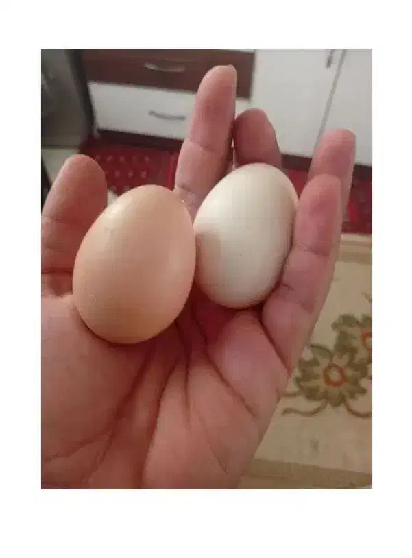 تخم مرغ محلی تازه سالم زرده نارنجی|خوردنی و آشامیدنی|مشهد, الهیه|دیوار