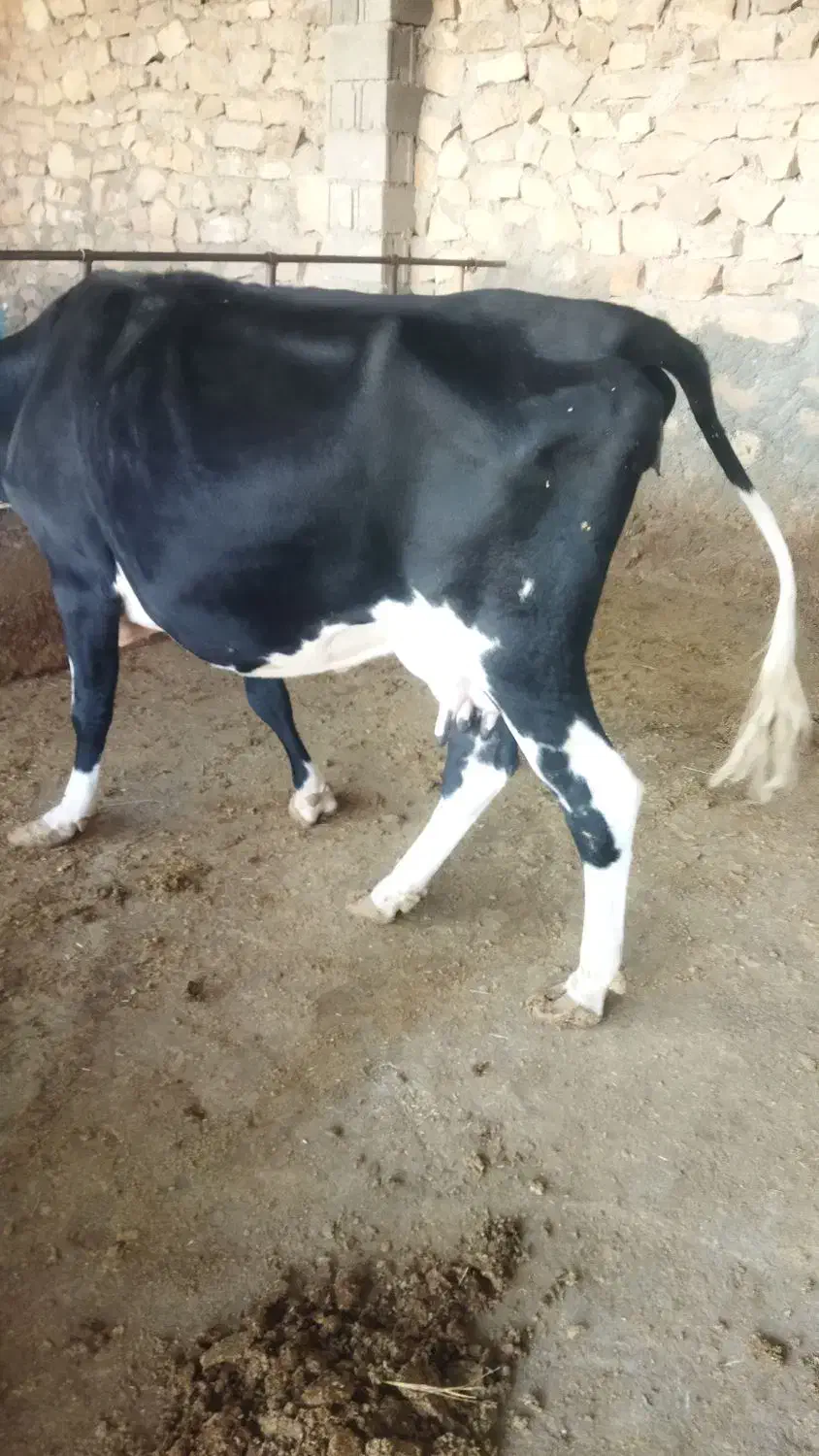 گاو و گوساله نر سمینتال|حیوانات مزرعه|دهدشت, |دیوار