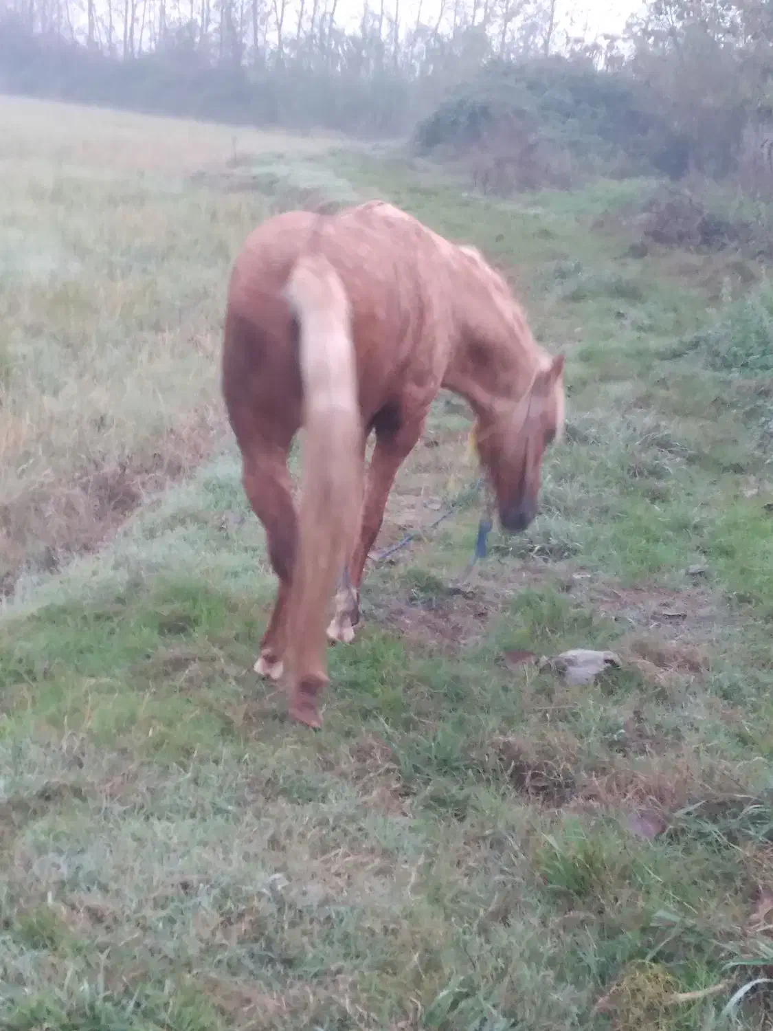 اسب وتجهیزات اسب سواری|اسب و تجهیزات اسبسواری|رودبنه, |دیوار