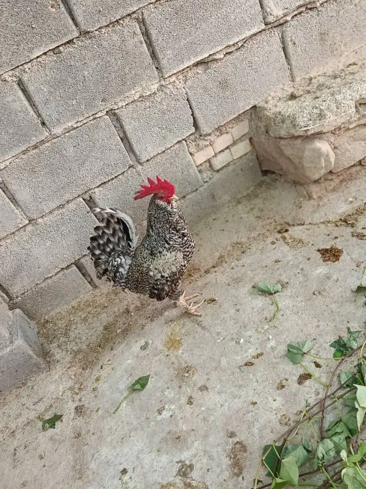 غاز و خروس|حیوانات مزرعه|چمران, |دیوار