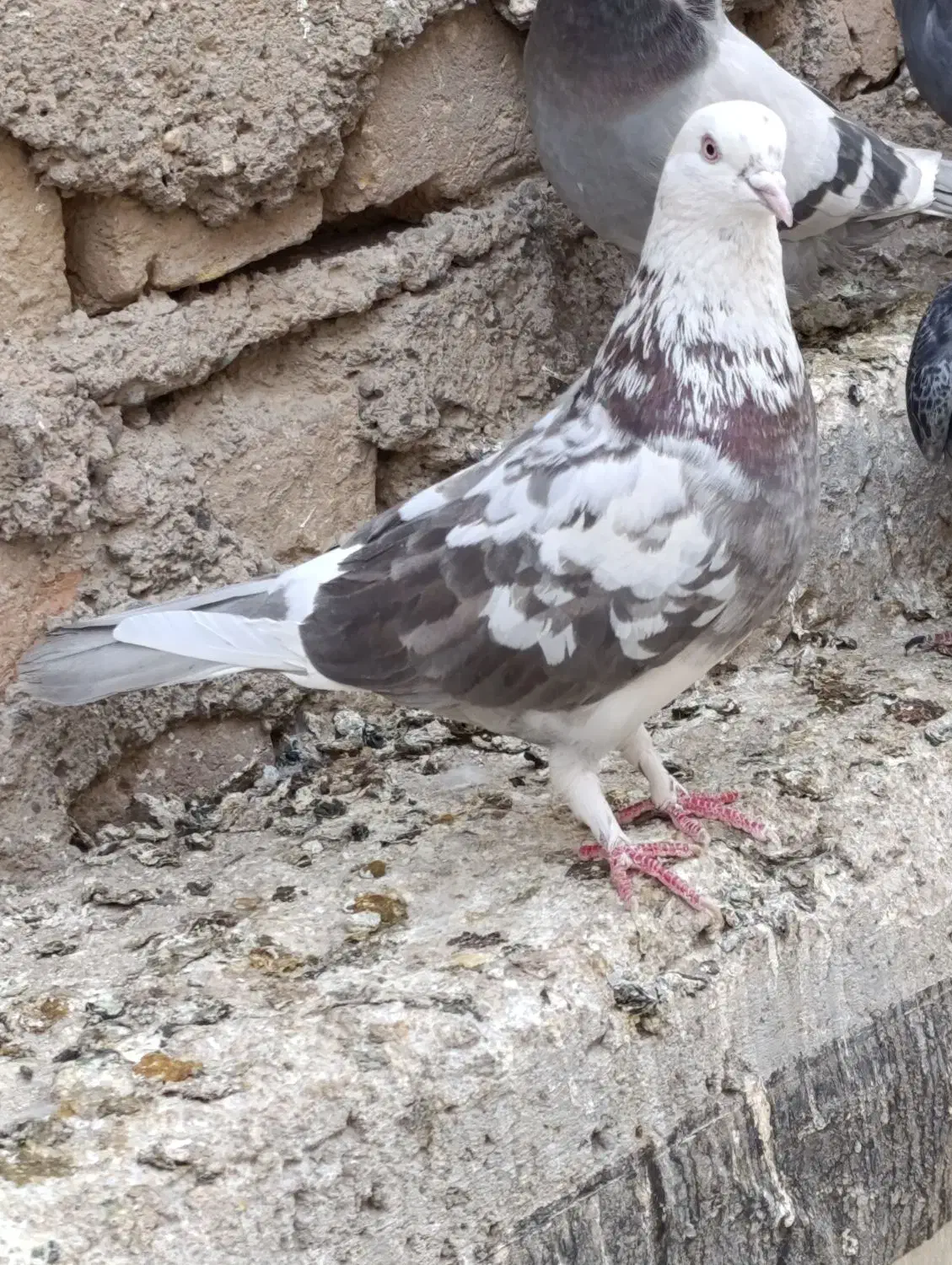 جوجه پرشی|پرنده|قم, علی آباد سعدگان|دیوار